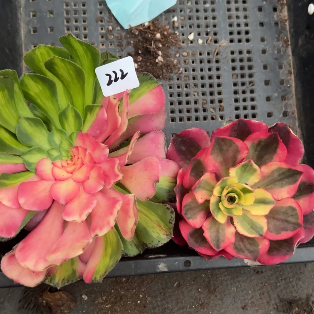 222如意知否多肉椅子