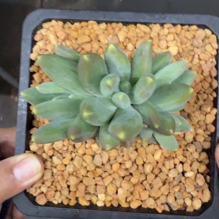 琳***姐蓝眼睛 群生 一物一拍