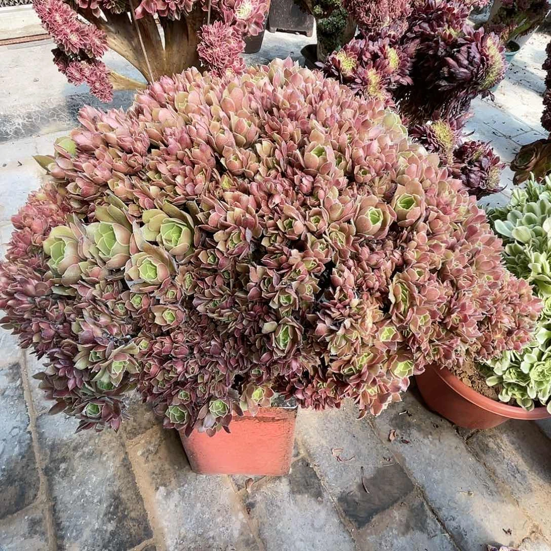 【闪购商品】全部花朵玫瑰朵朵