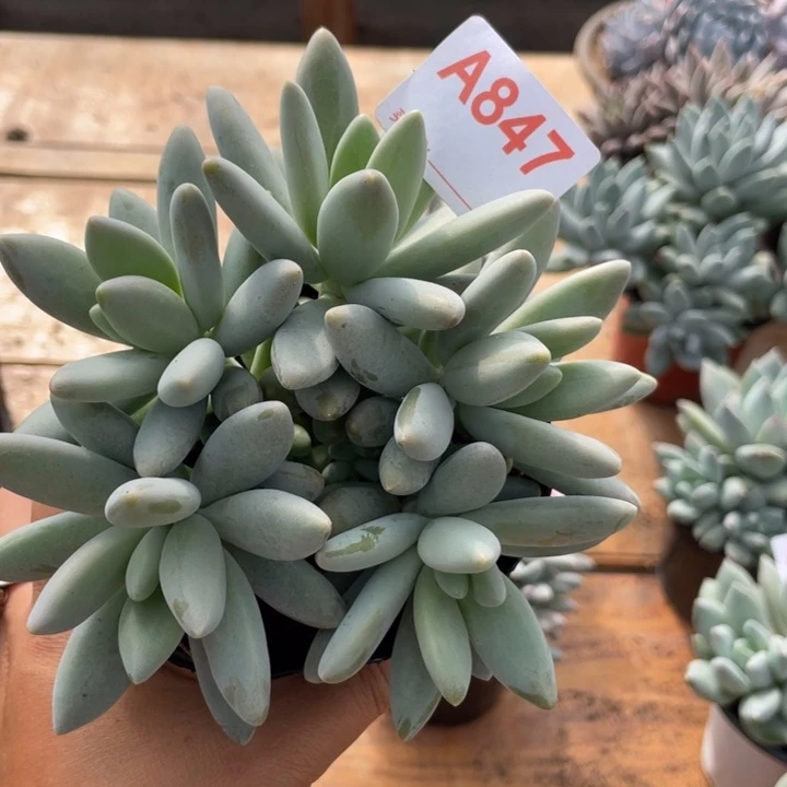 哈哈哈哈哈哈哈哈哈847