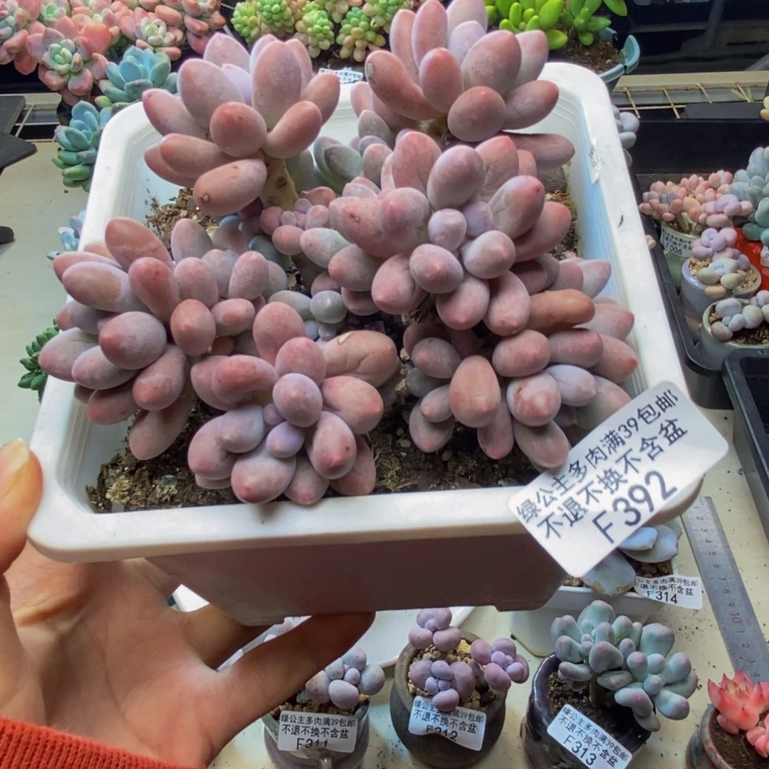 392丸叶汤圆多肉10cm