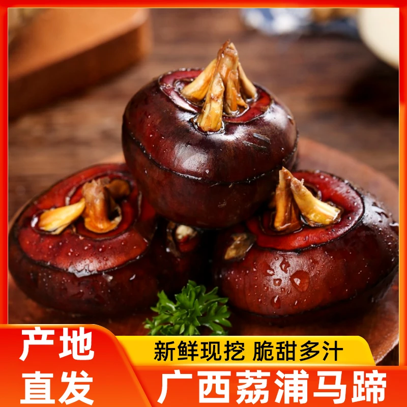 广西桂林马蹄荸荠现挖鲜果脆甜多汁清甜新鲜荸荠桂林产地直发