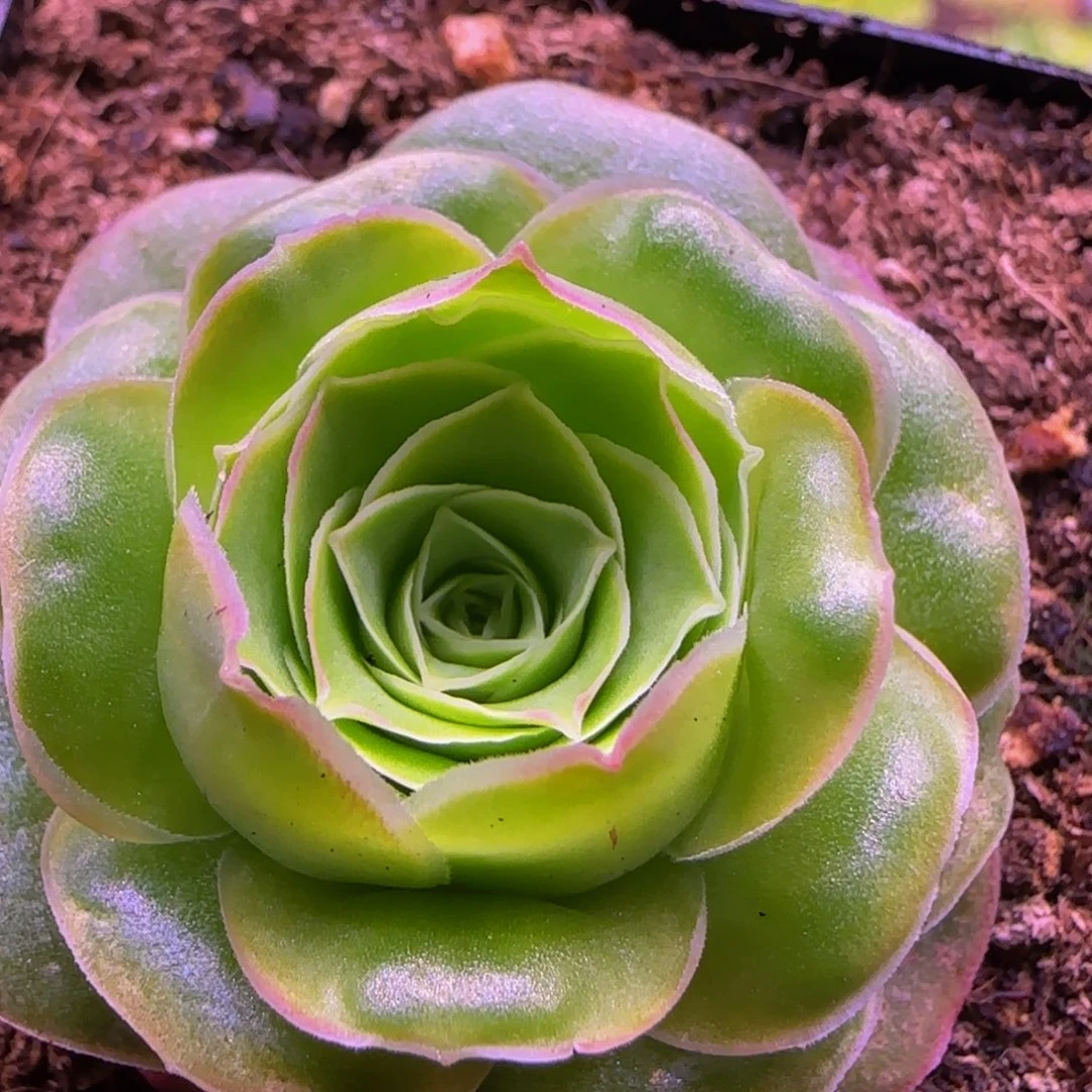 英*福利1323468676768688683