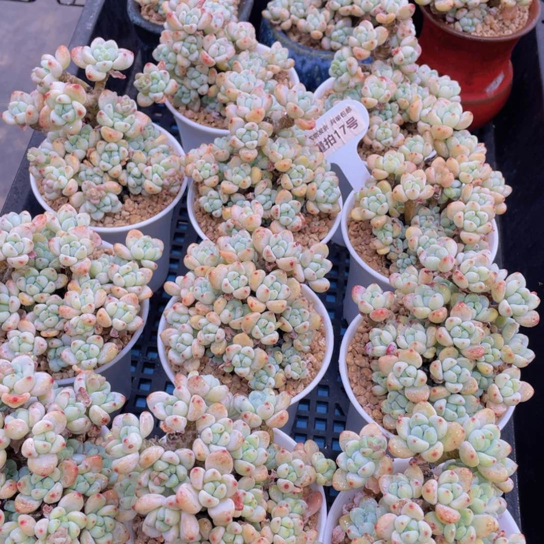 量拍17号 果冻罗琦老桩大群生一个