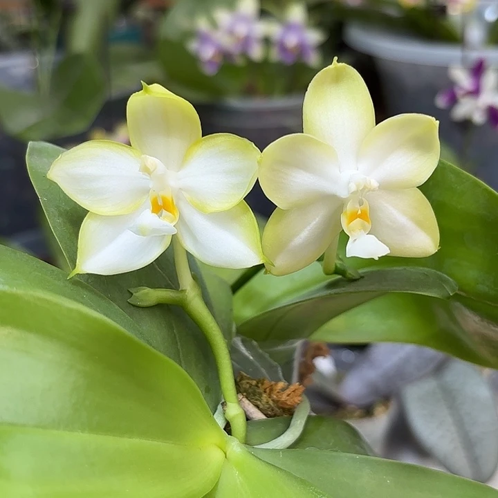 大部分开放少量花苞88元2颗