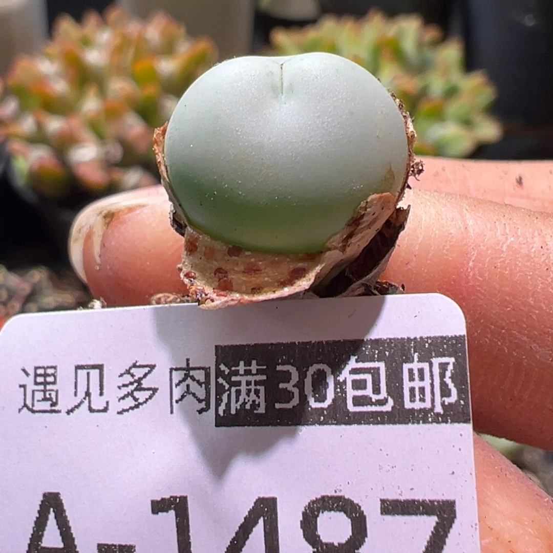 多肉植物111111111111111