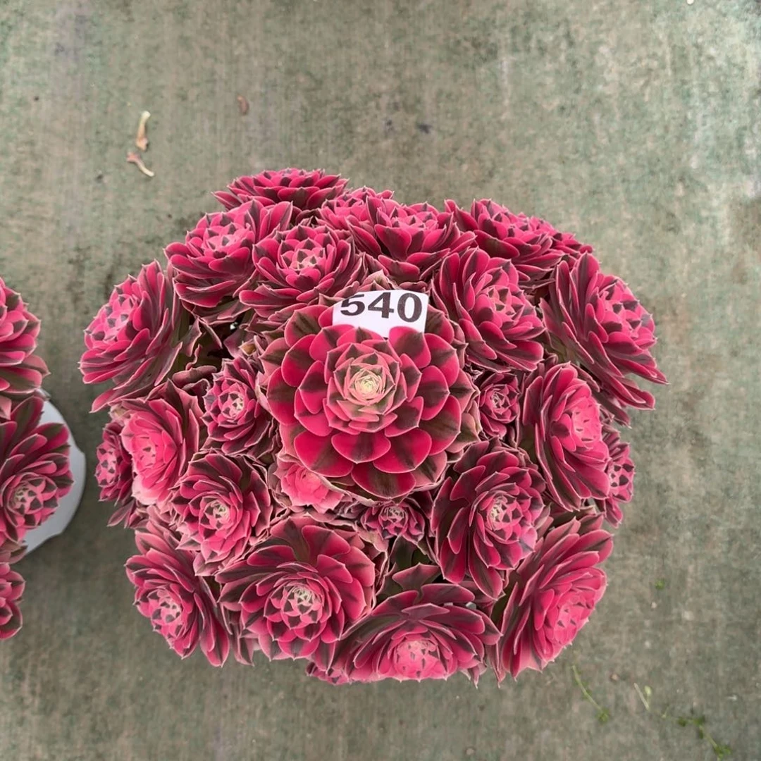 ぅ**心540！粉女巫法师多肉