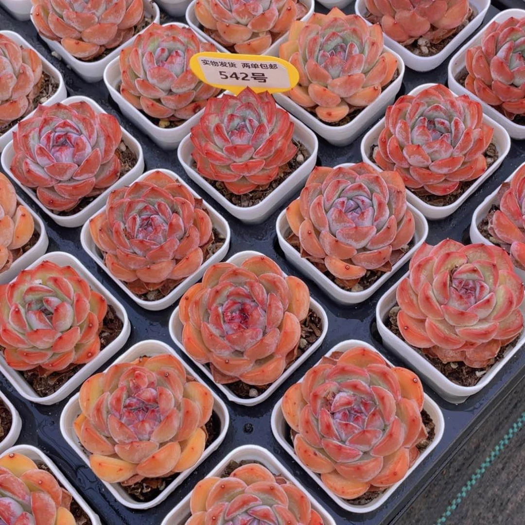 542号 全状态精品草莓杏仁单头一个