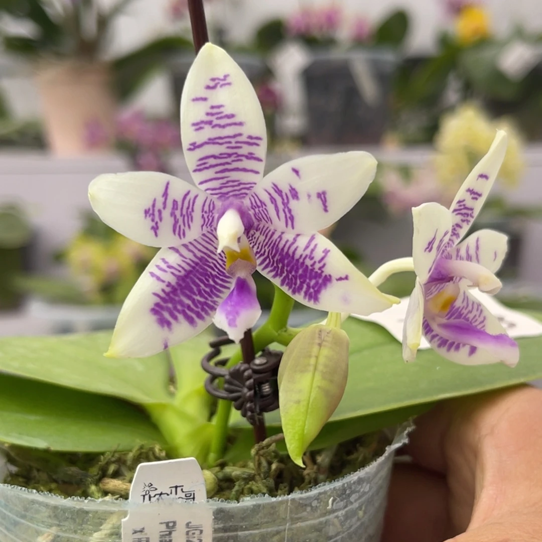 完全开放85 2.8寸JG2327 一物一拍