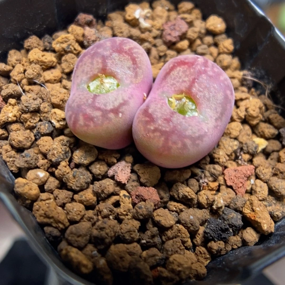 多肉植物肉锥杂交K-685 八重杂