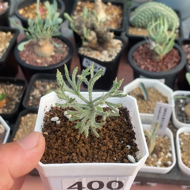 400将军番雾冰玉块根