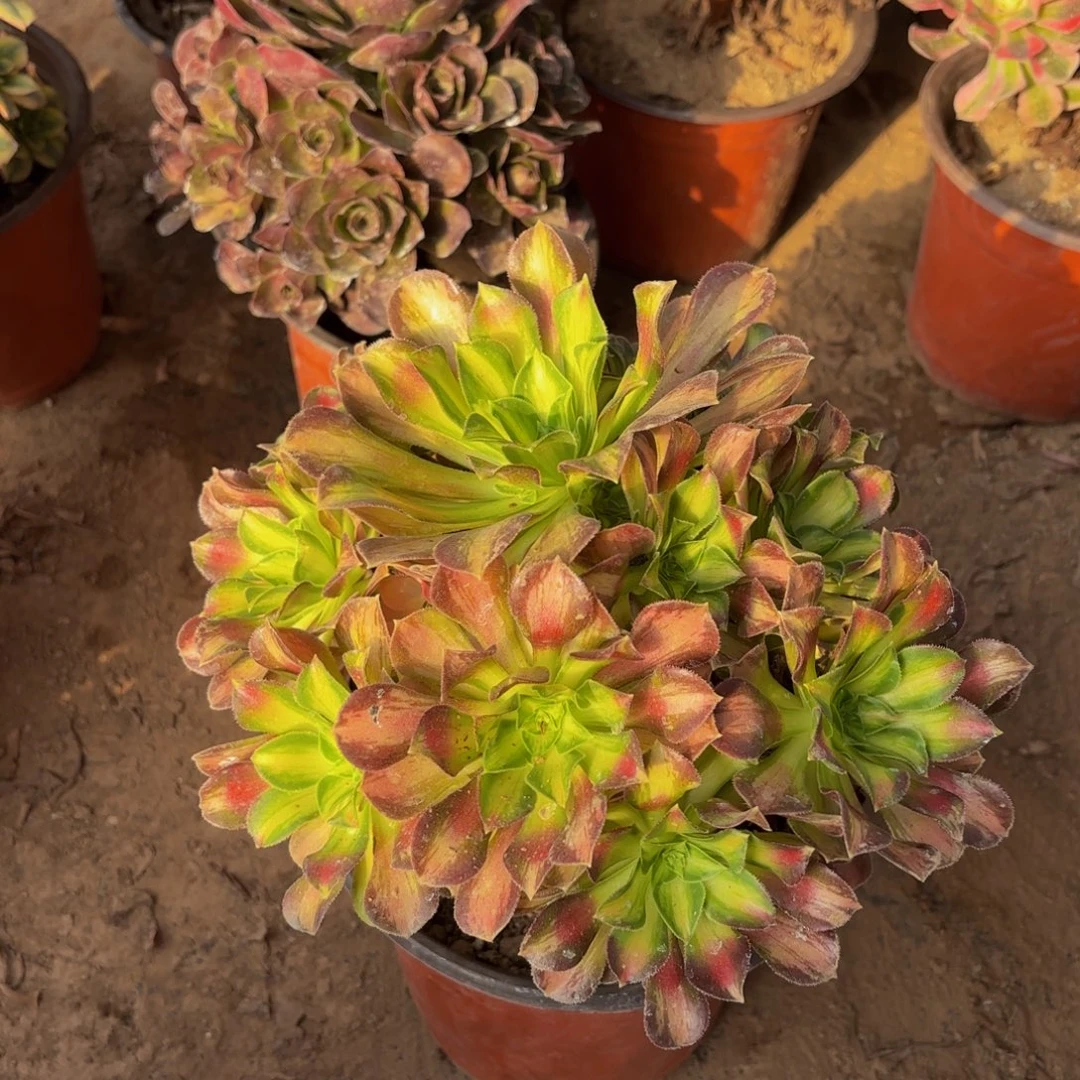 韶华9.9法师多肉木质