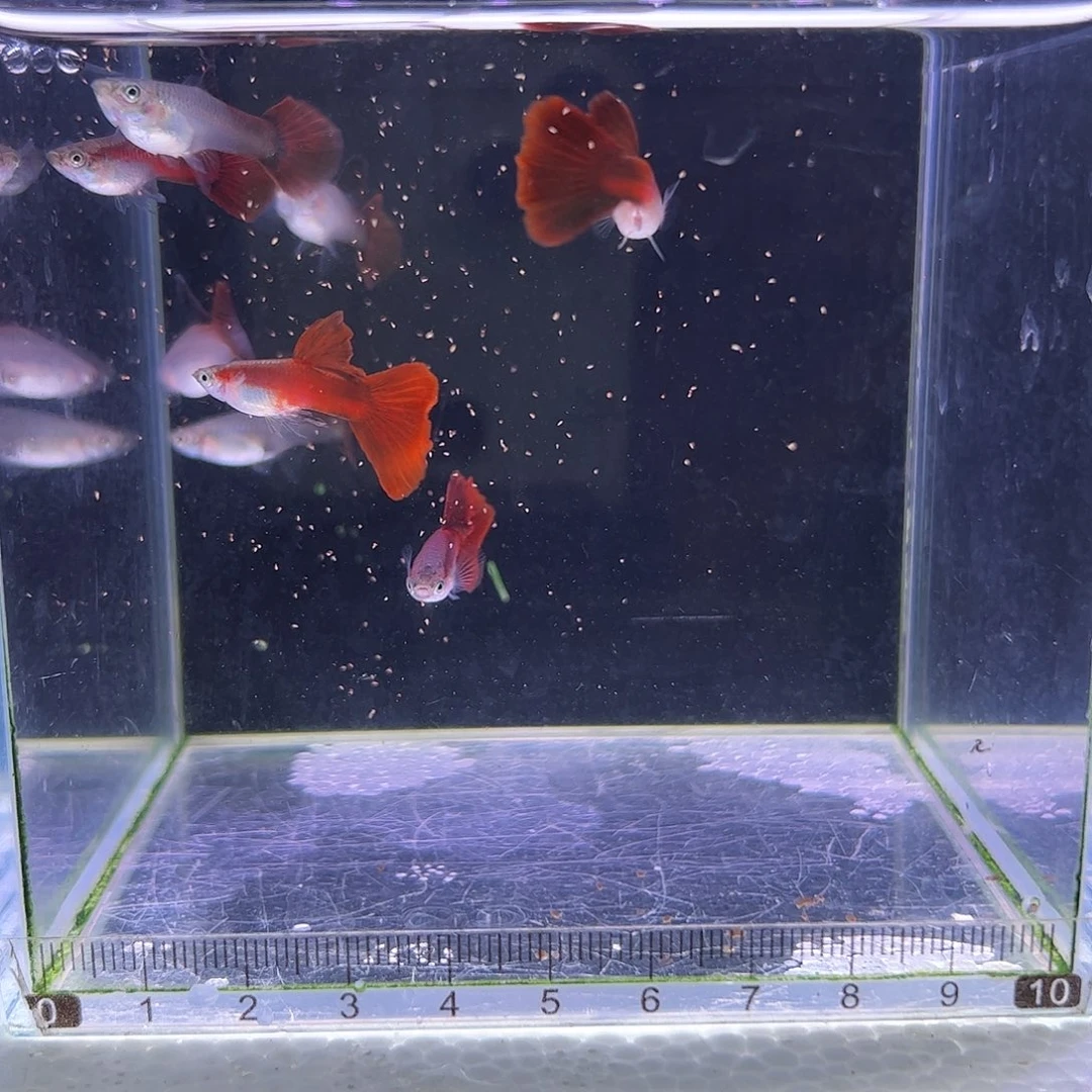 孔雀鱼野红2对精品孔雀鱼
