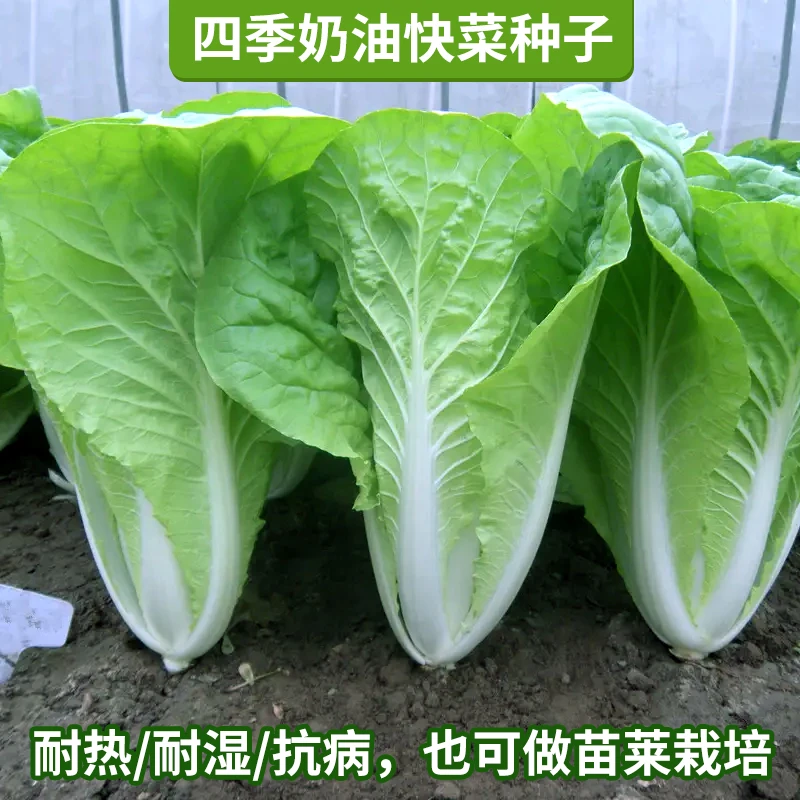 奶油四季快菜种子阳台盆栽易种易活蔬菜四季播种