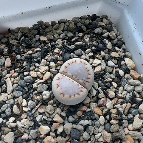 3341，171饼干母本带盆土发货