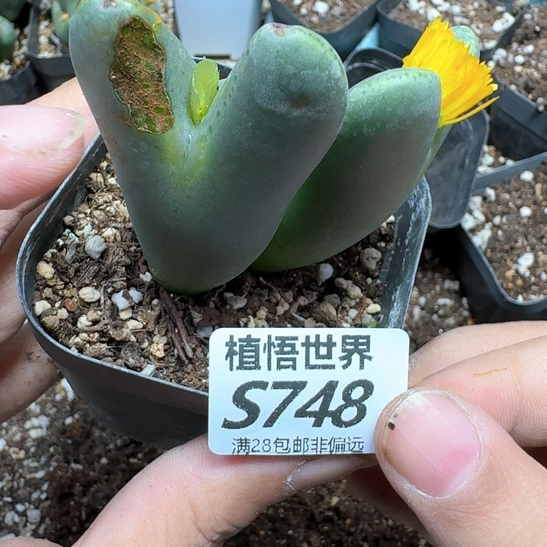 多肉植物的润泽fgbb
