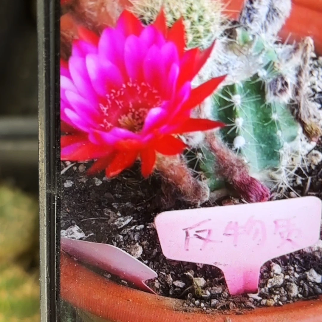 反物质歪侧牙20包邮仙人球7