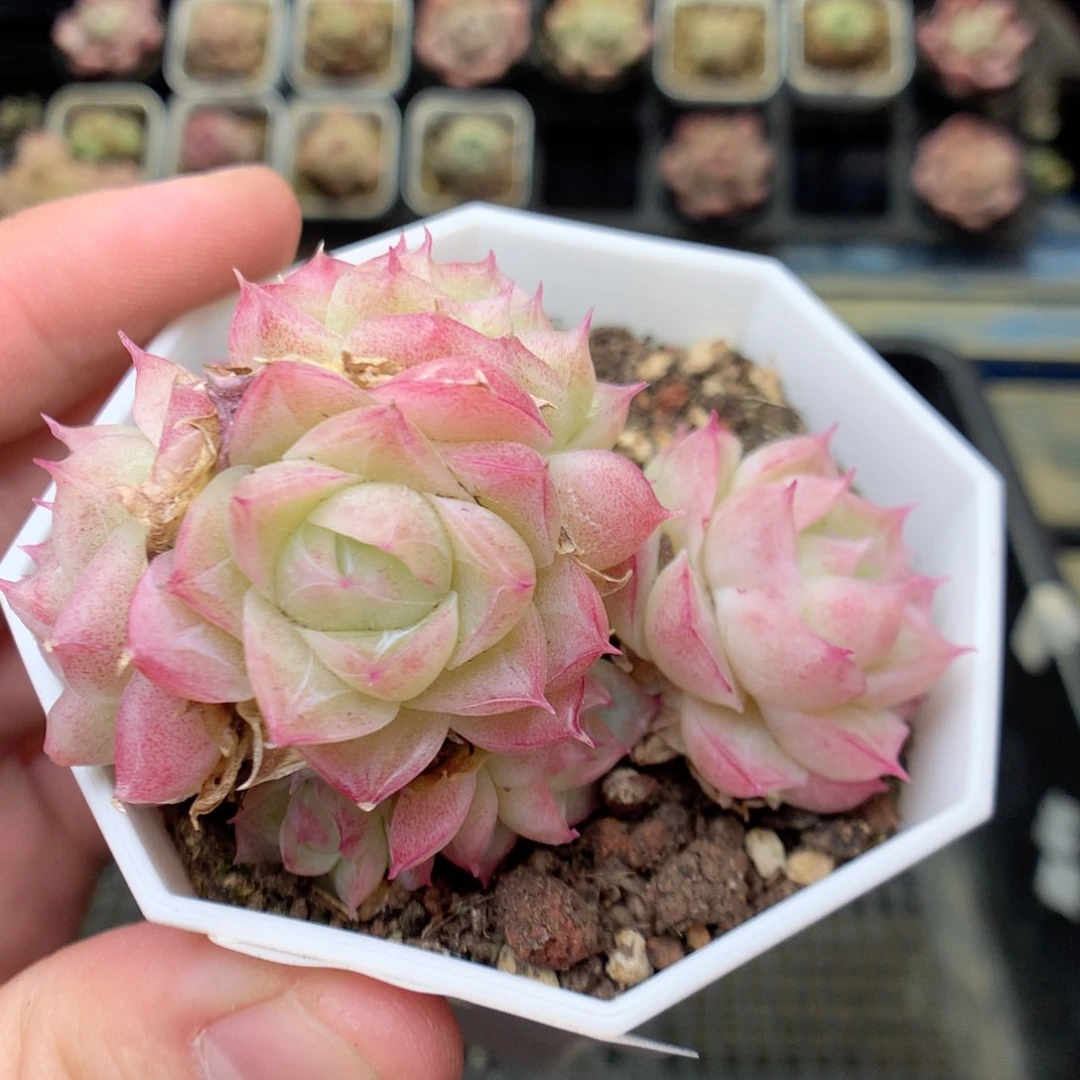 E167两颗潘多拉，20包邮两天凑单偏远不发货