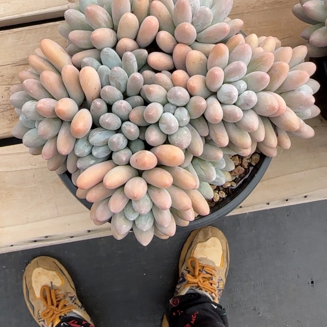 静***7多肉植物汤圆系列