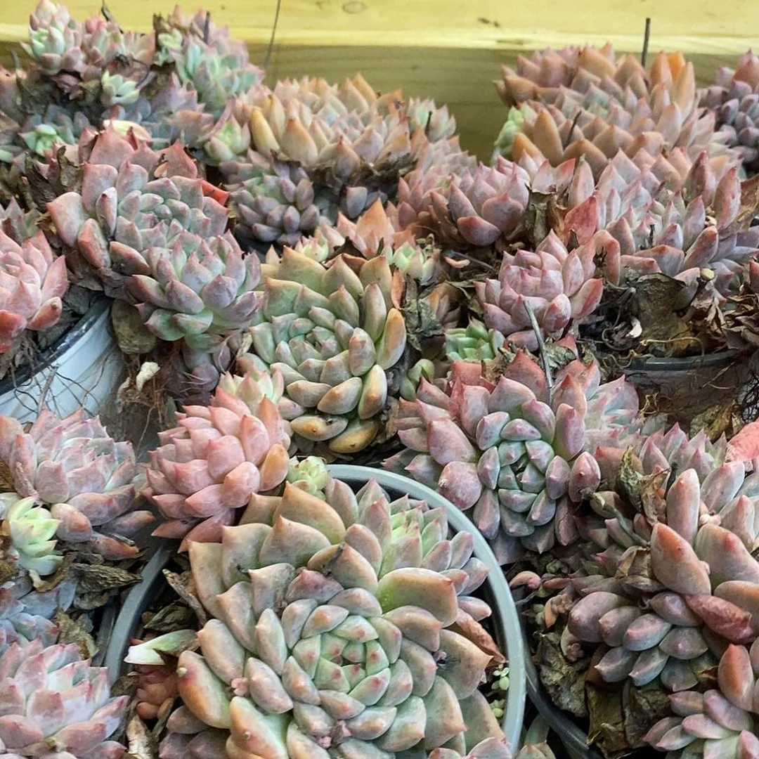 116霜花群生 福利多多