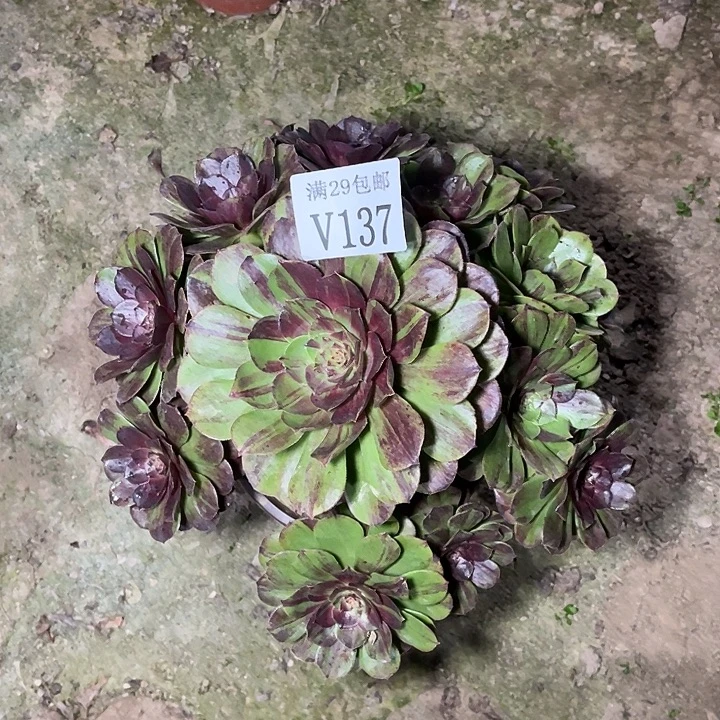 137花月夜    多肉植物