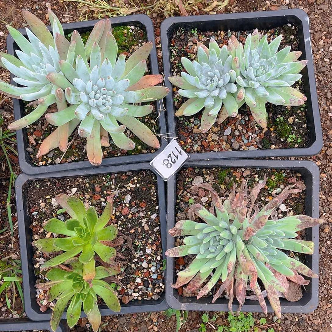 仙女杯特价不售后1128