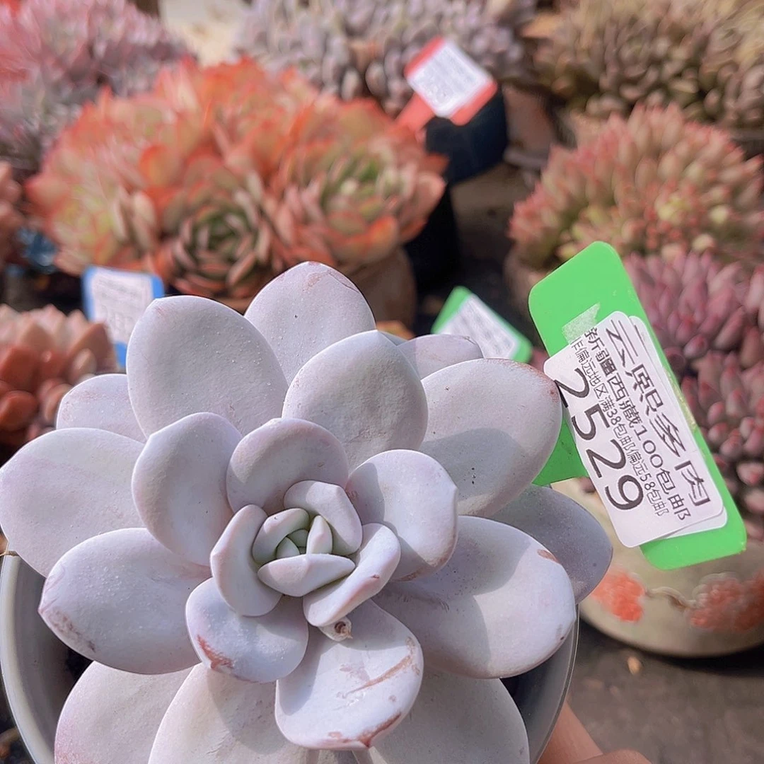 2529 雪莲多肉植物v