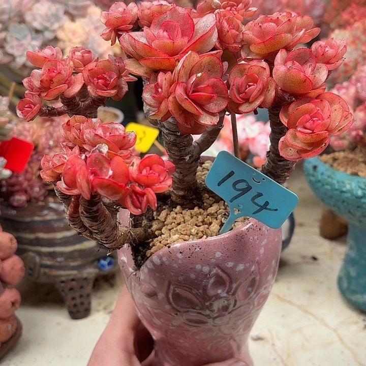 多肉植物一物一拍194