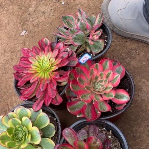 239多肉植物组合