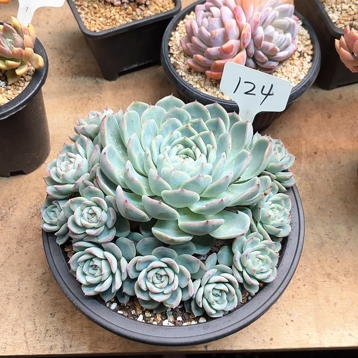多肉植物，粉水晶124号