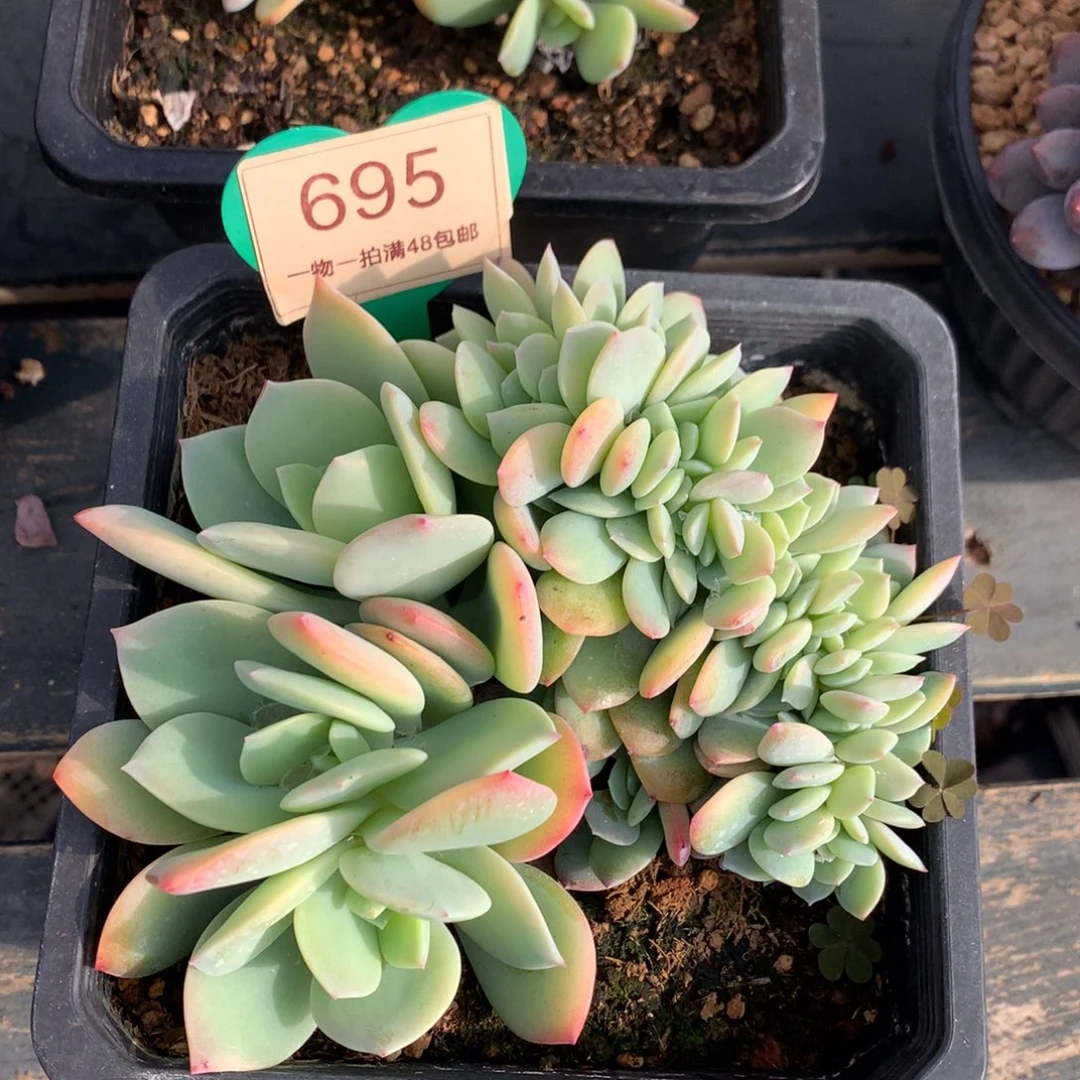 雪凤缀化开播福利695