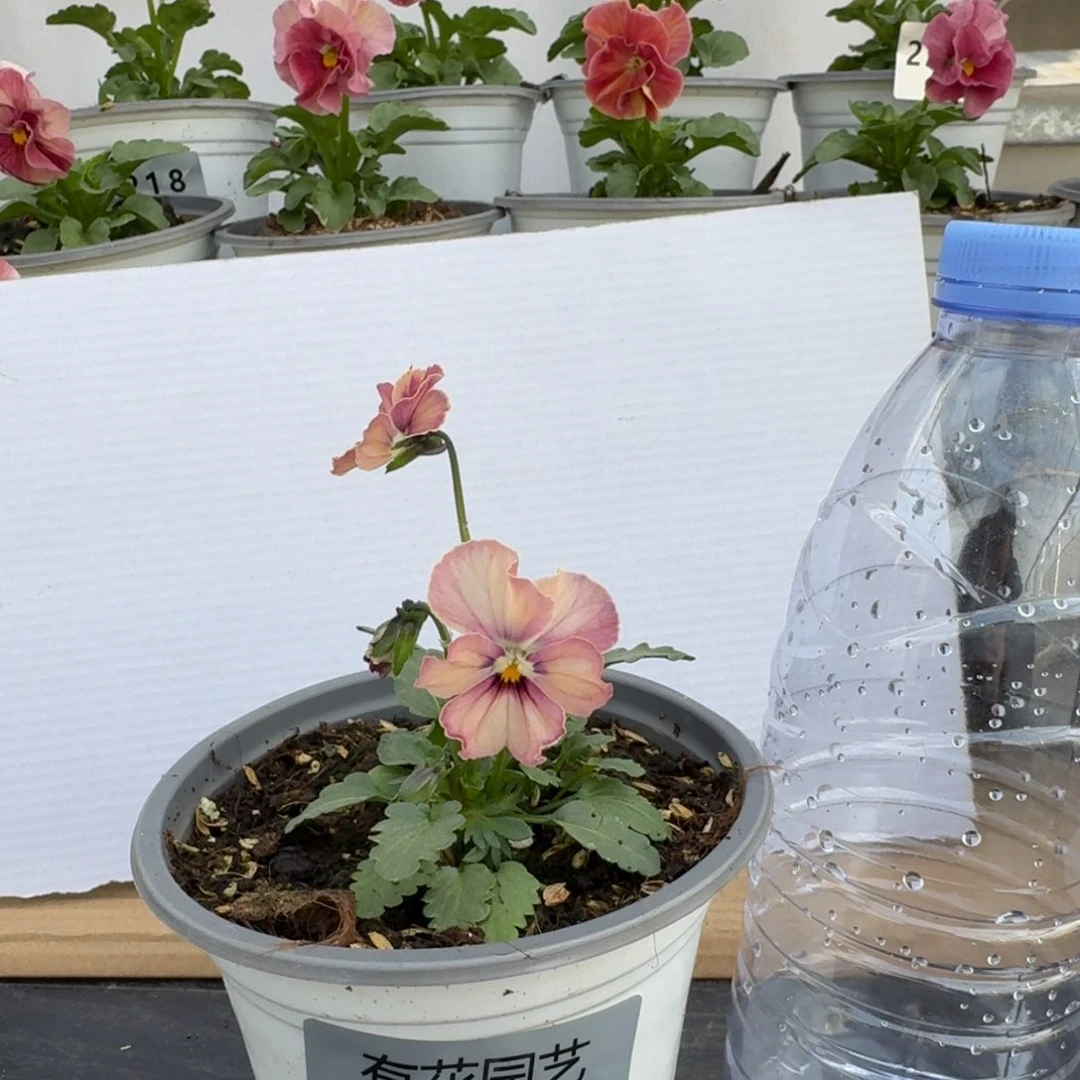 无花朵370号角堇