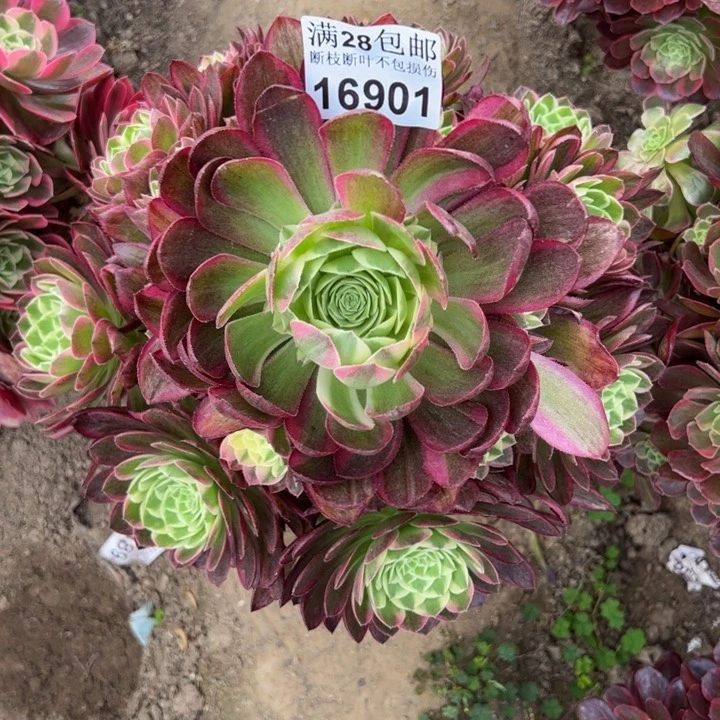 16901海鲜多肉植物