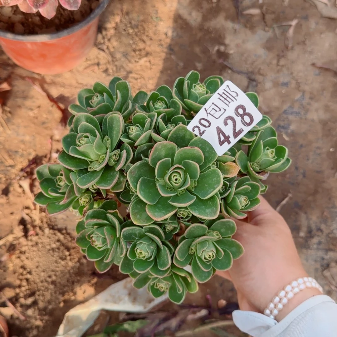 树玫瑰小428满20包邮断枝不包