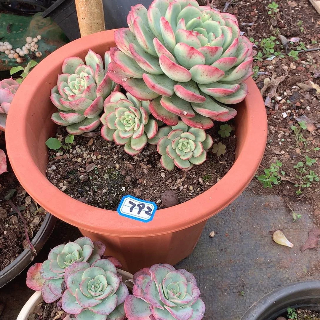 792三文鱼 一物一拍多肉