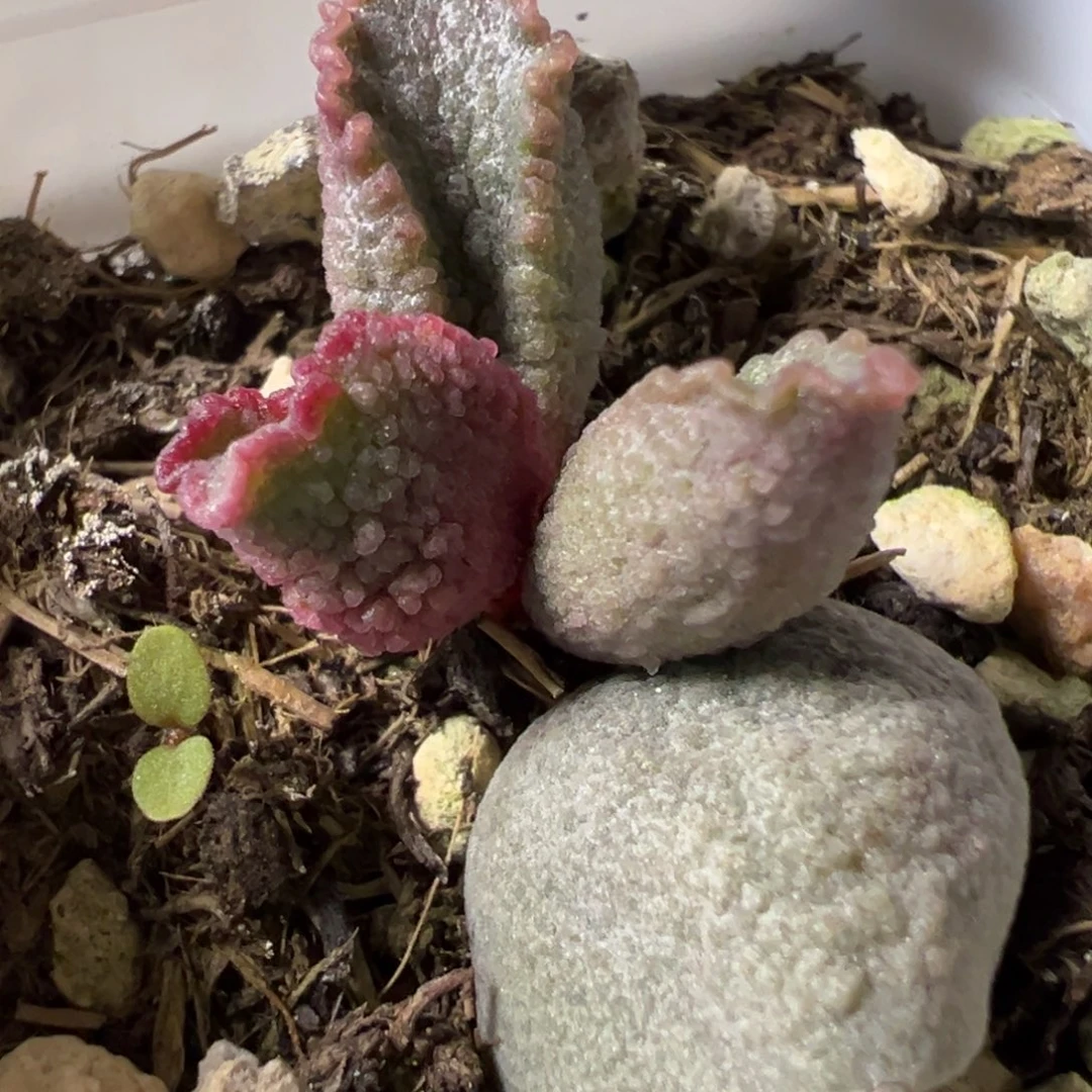 玫粉色波浪边新品多肉植物