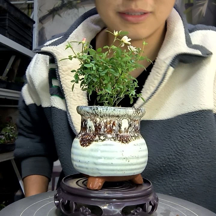 你***)中青园艺一物一拍花142