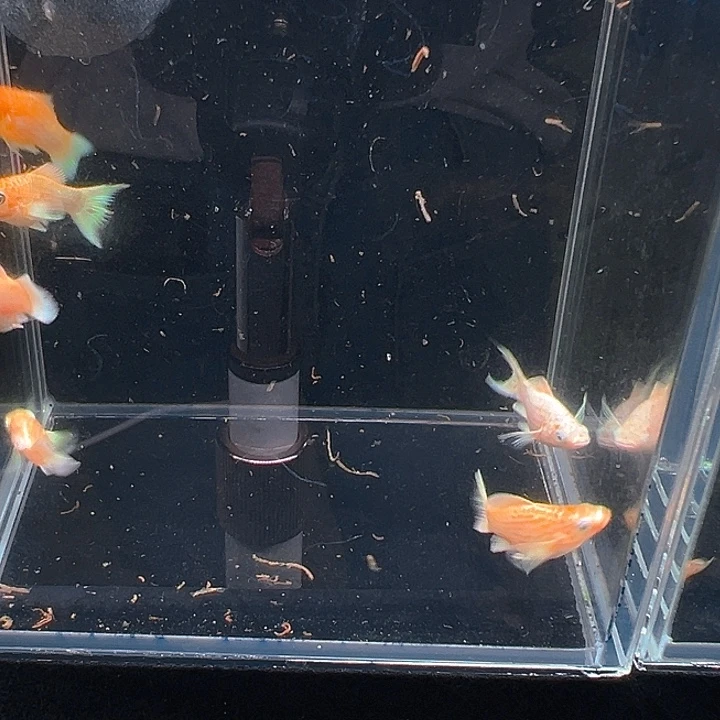 孔雀鱼精品黄金玛丽球苗4条