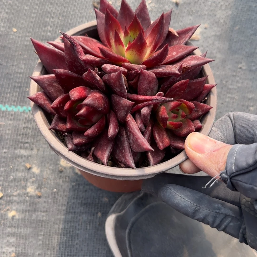 无花朵罗宾三头群