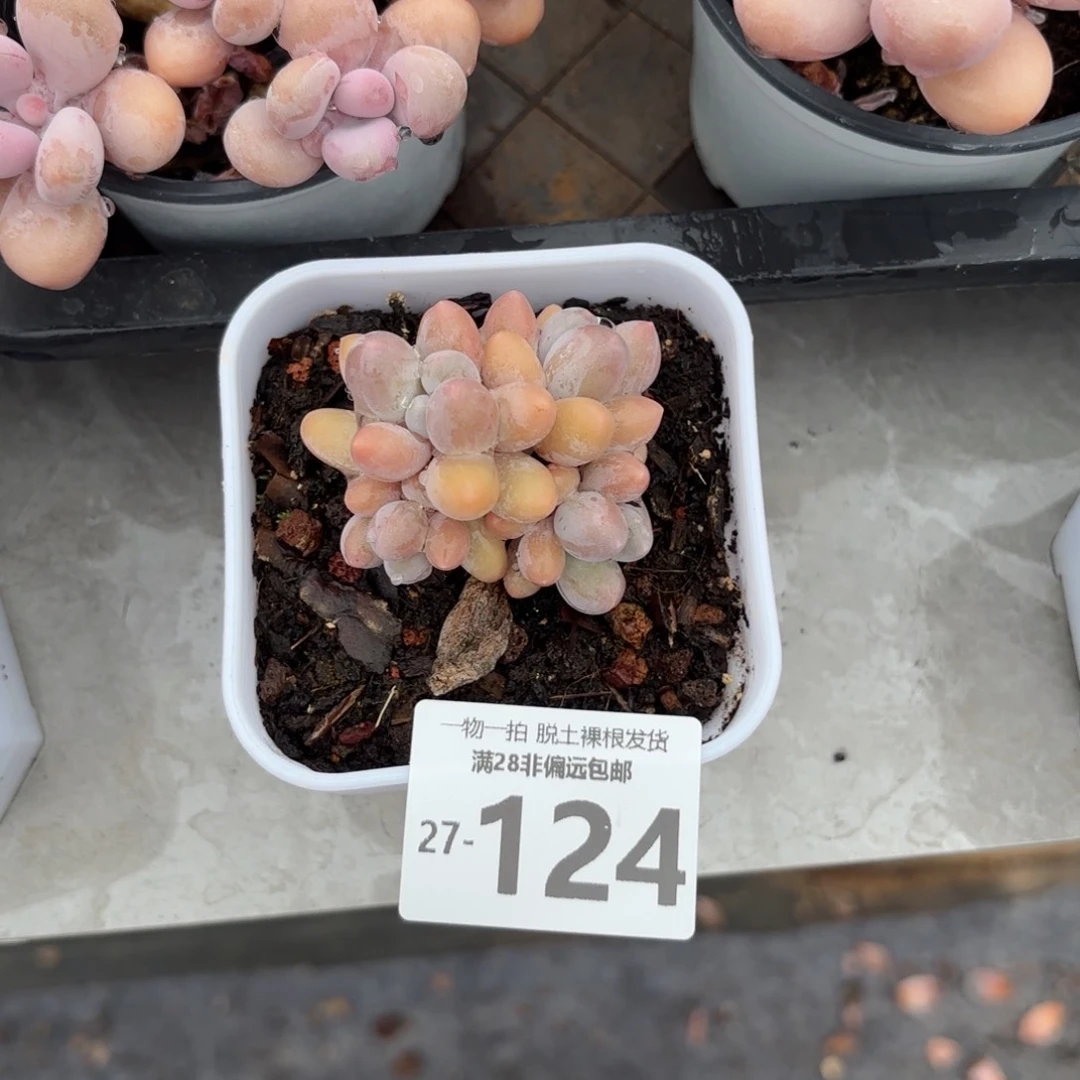 汤圆群多肉多肉多肉