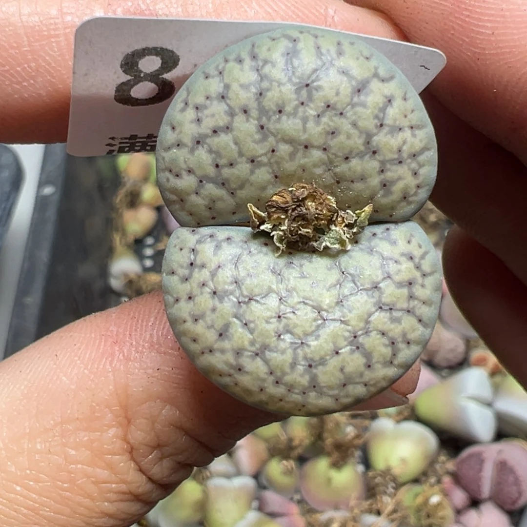 【闪购商品】846。