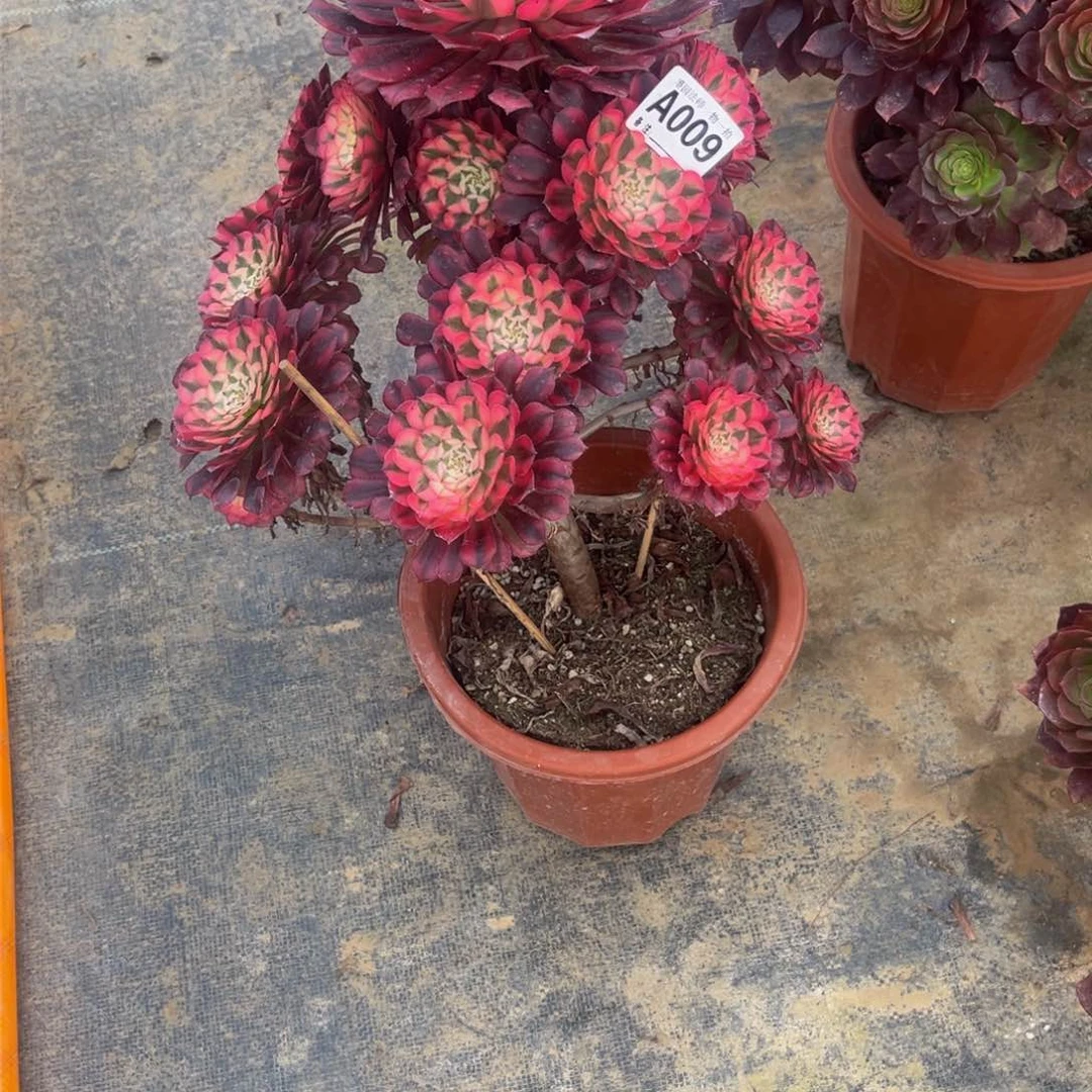 红铜白009.00000000