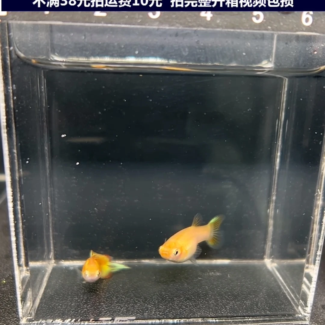 孔雀鱼黄化矛尾一对