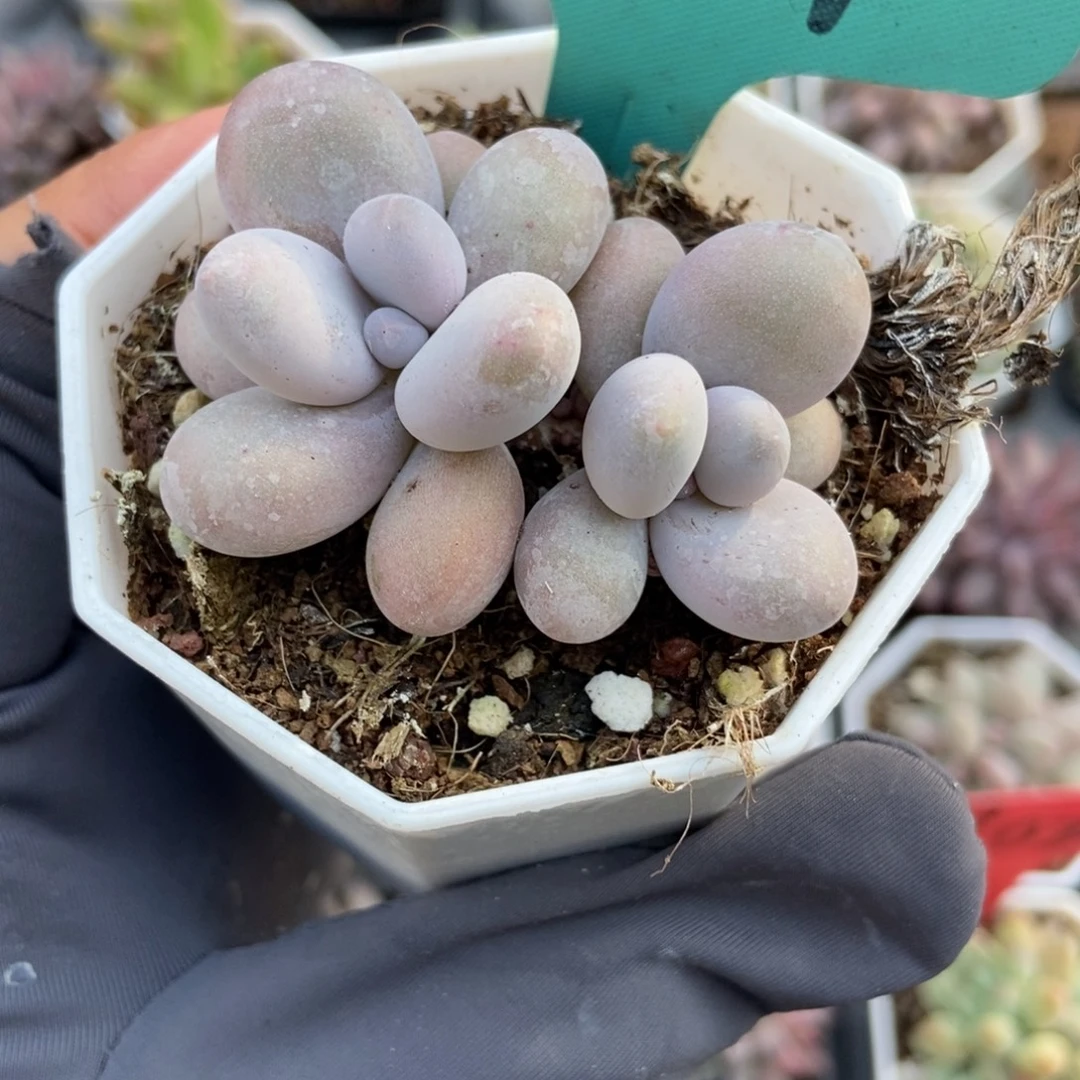 1547奶酪多肉植物多肉