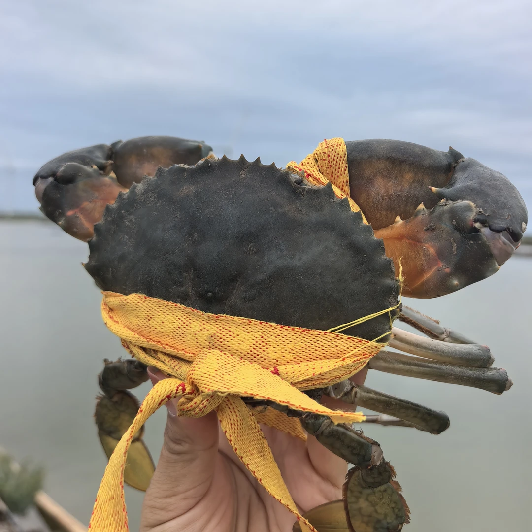 自产自销青蟹每天新鲜出塘顺丰特快包活包肥（不要放冰箱）