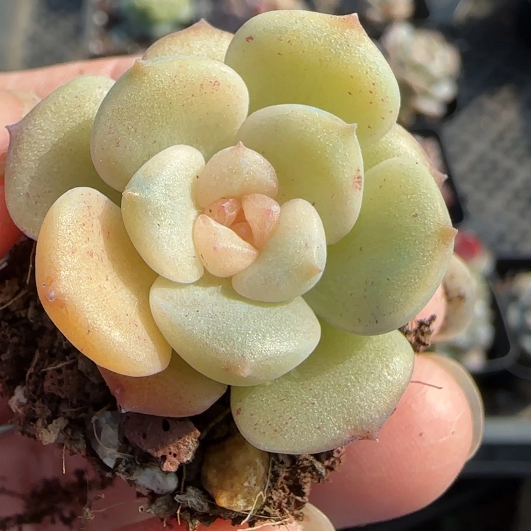 小卡拉米糖心一物一拍