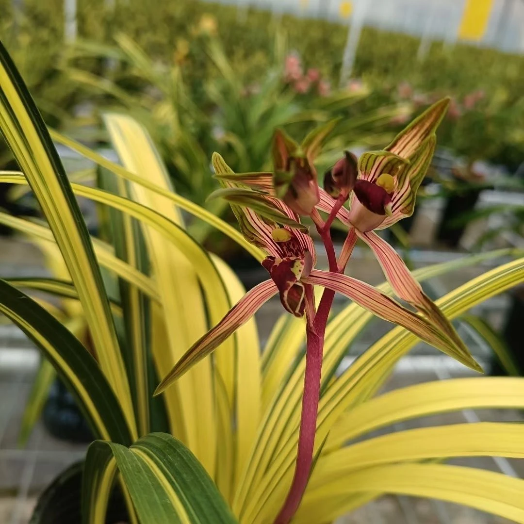 墨兰精品高端名贵黄金中透兰阳之松叶艺兰花室内盆栽绿植花卉高端