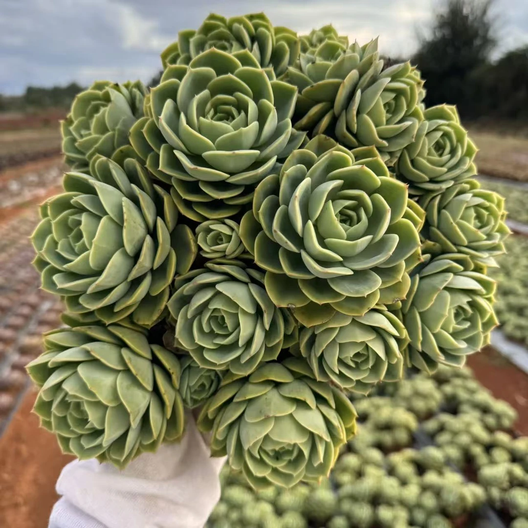 零花钱多肉   地栽哈密瓜群生 葡萄架 多肉植物