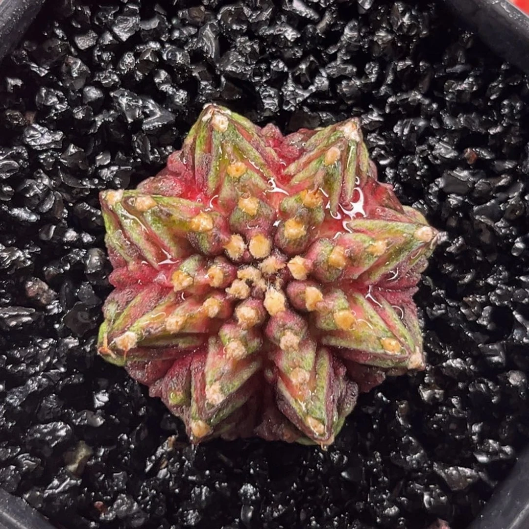 海神 米哈仙人球