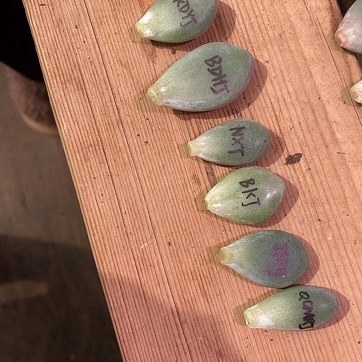 一组奶酪有锦基因多肉包邮